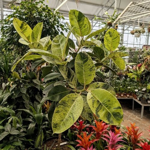 Comment entretenir un Ficus elastica à la maison ? [GUIDE]